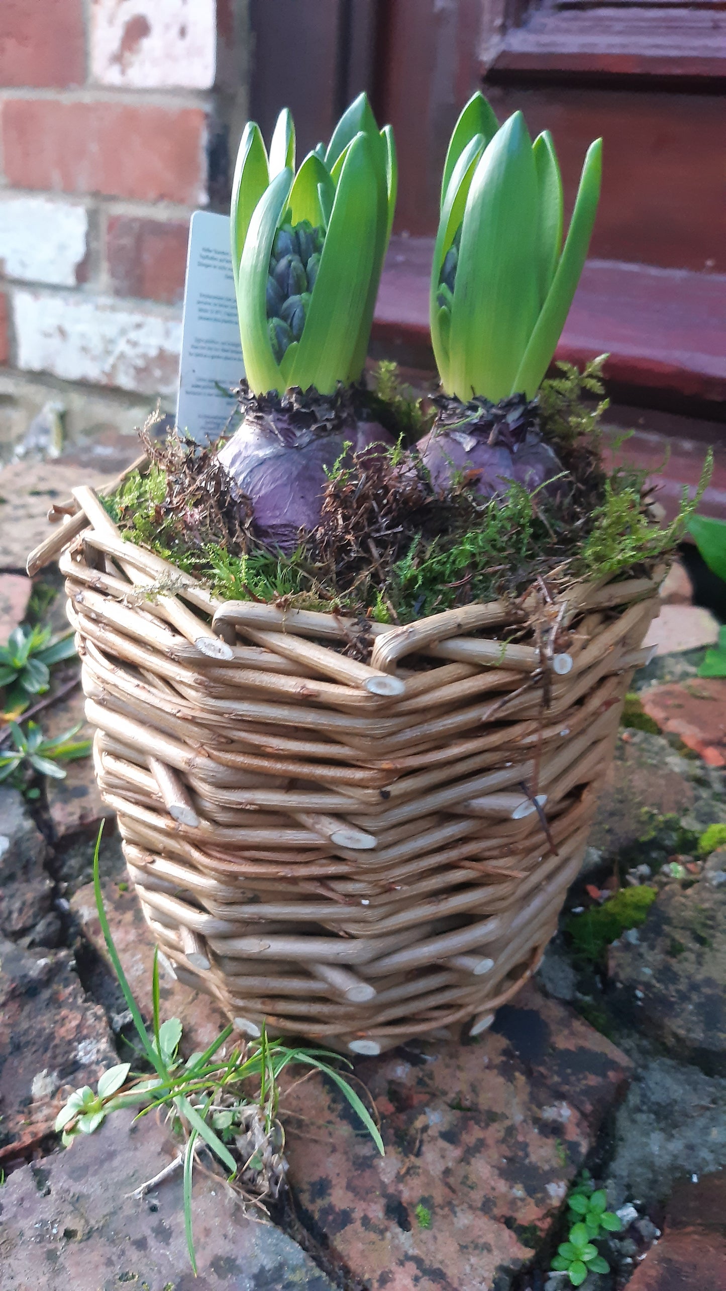 Willow Plant Pot 20th March 2026 at Oaktrack Smallholding